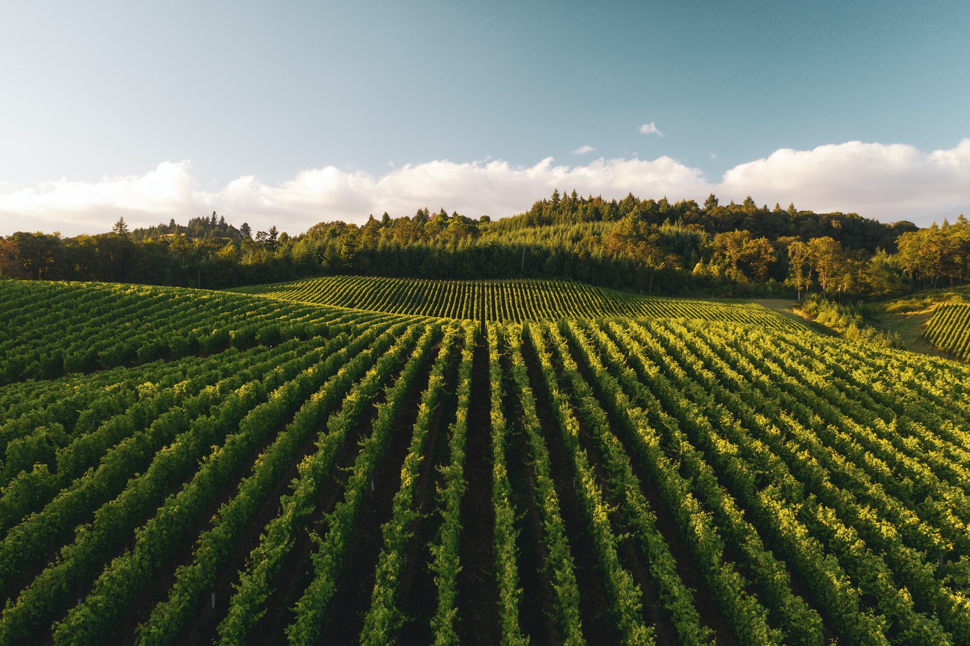 Jolo Winery & Vineyards Image