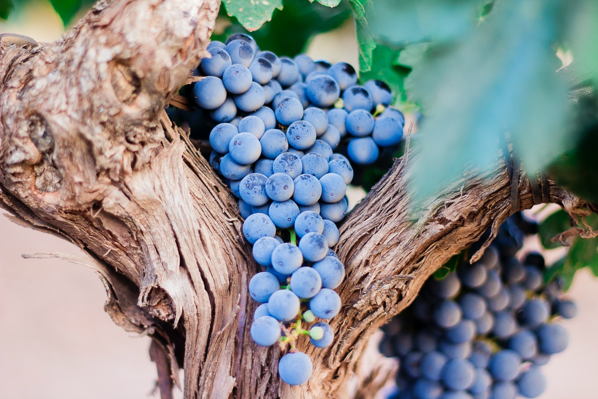 Piccione Vineyard Grapes