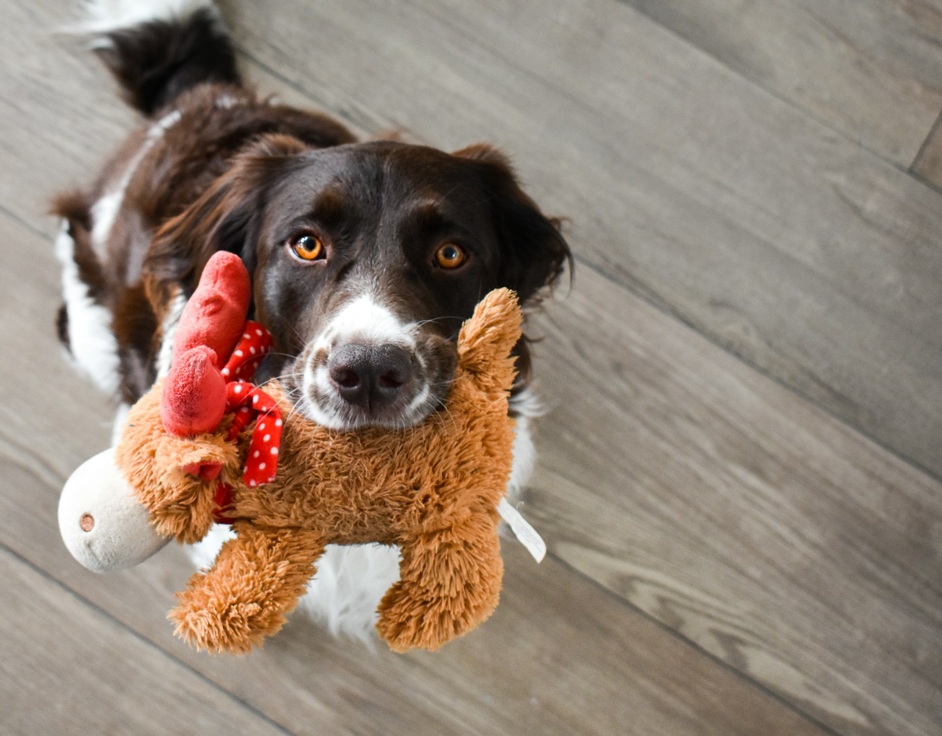Dog holding stuffed toy