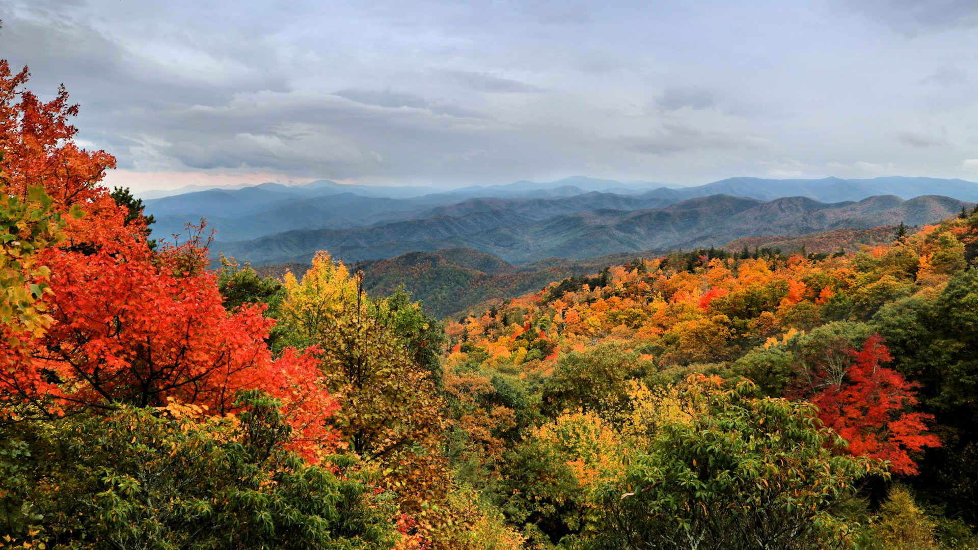 Fall leaves on mountain